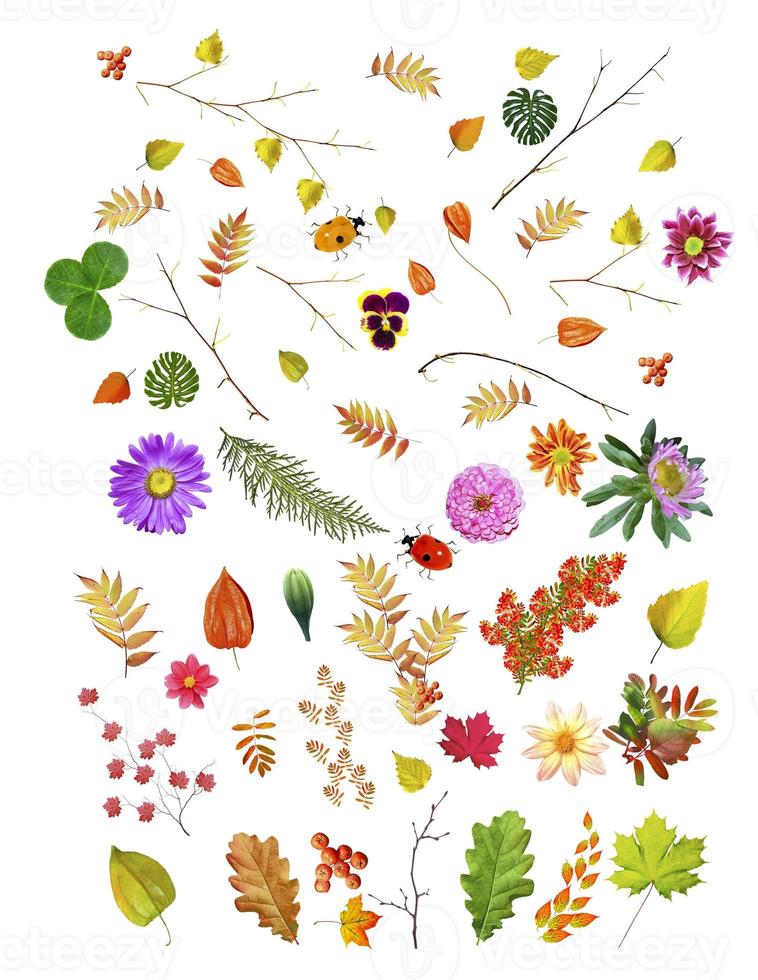 Autumn background with bright colorful leaves. photo