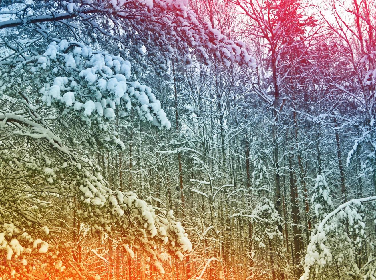 Frozen winter forest with snow covered trees. photo