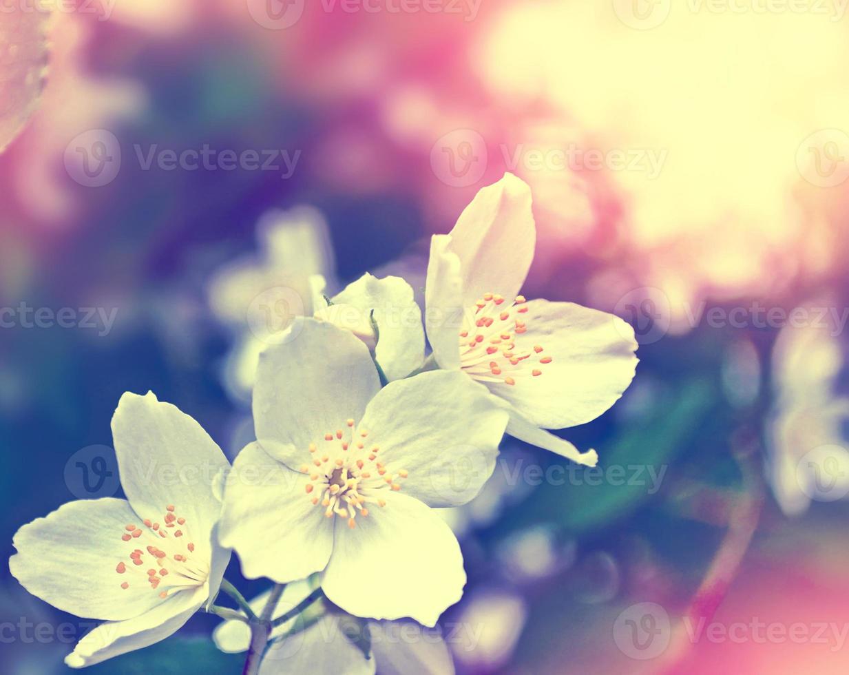 White jasmine The branch delicate spring flowers photo