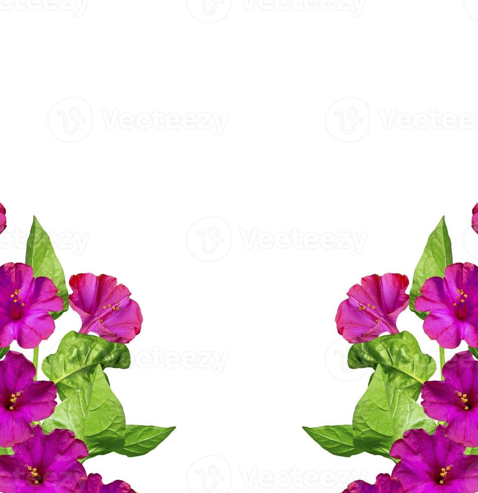 Autumn beautiful colorful morning glory flowers isolated on white background photo