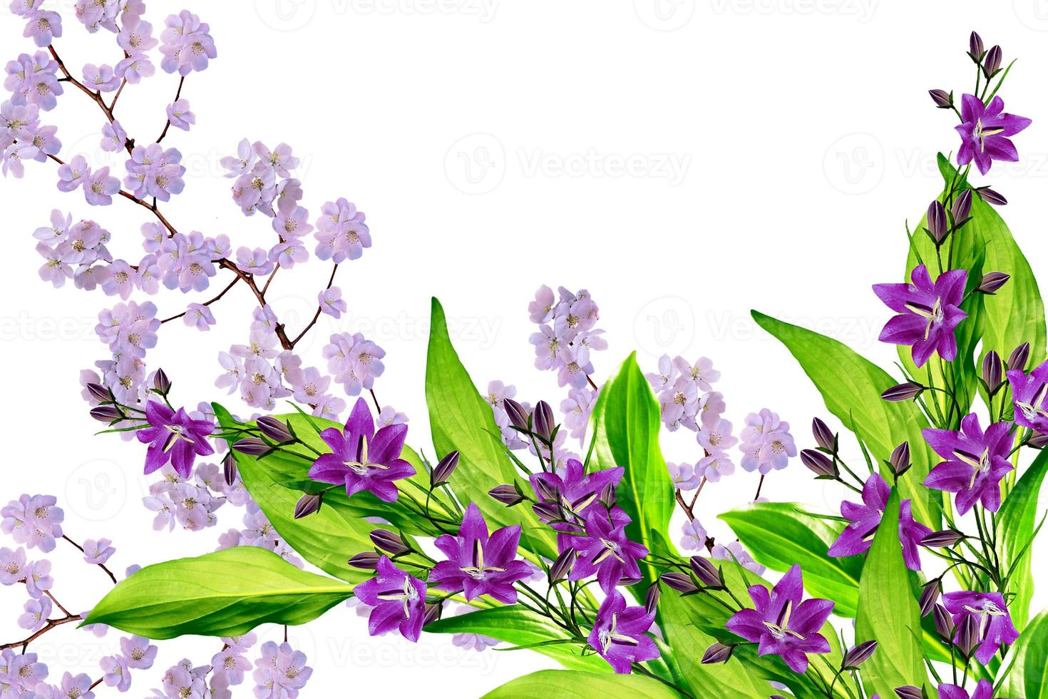White apple flowers branch photo