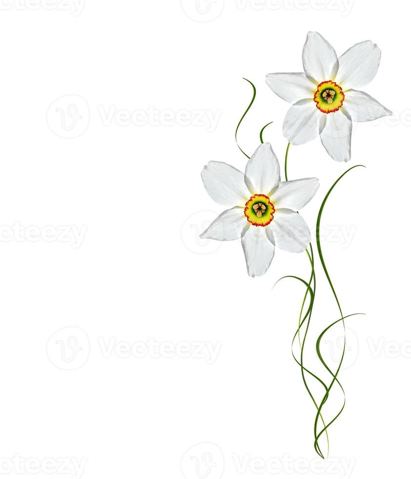 spring flowers narcissus isolated on white background photo