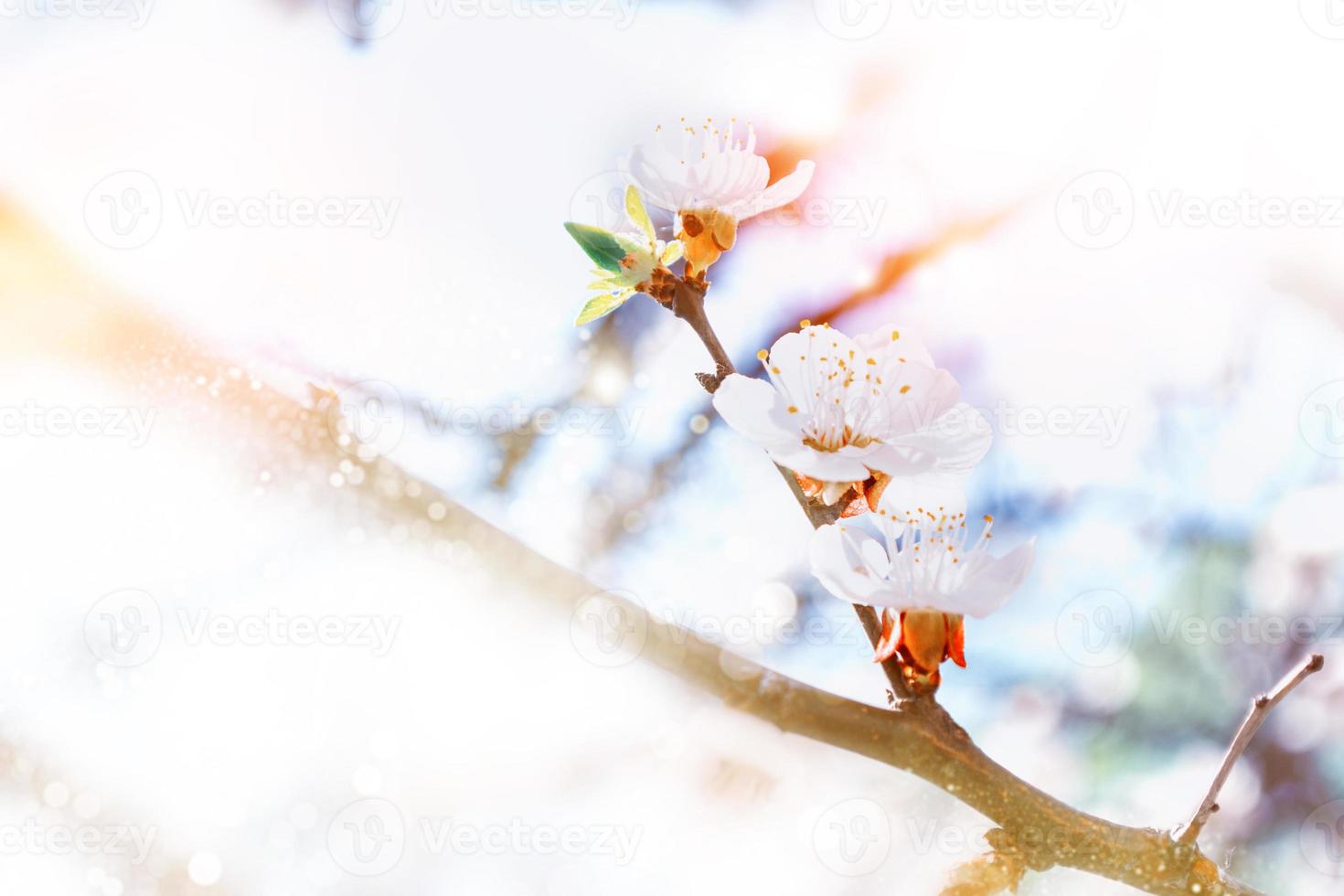 Blossoming branch apricot . Bright colorful spring flowers photo