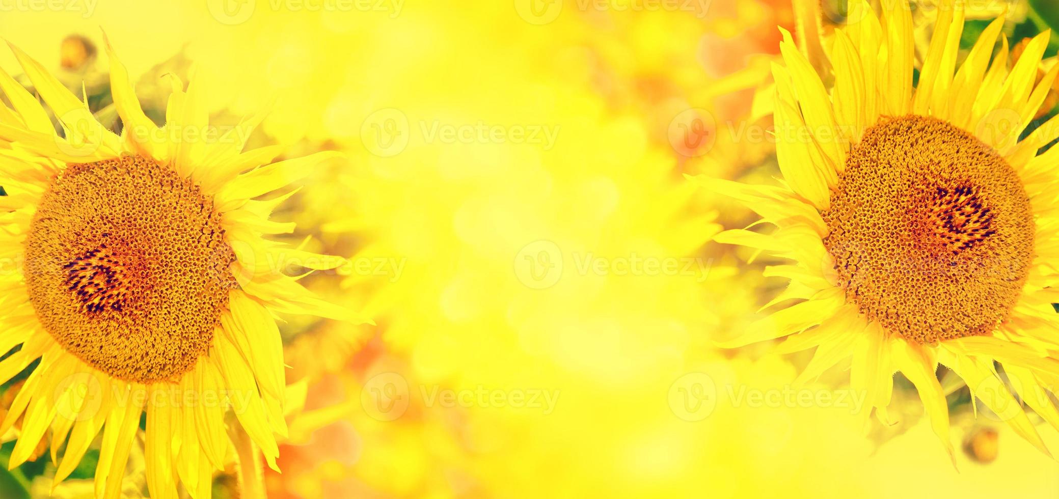 Bright colorful flower sunflower photo