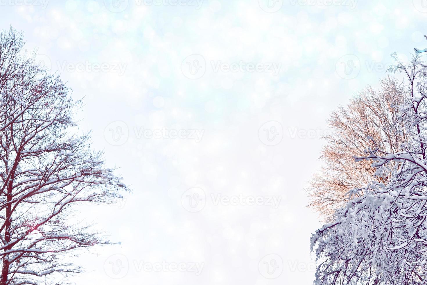 Frozen winter forest with snow covered trees. photo