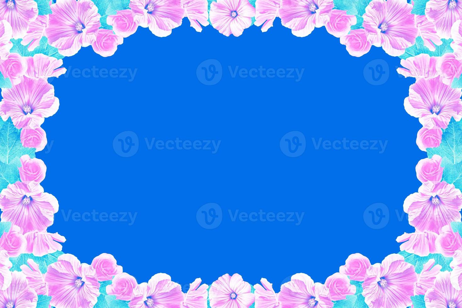 Floral background. Pink petunia flowers isolated on blue background. photo