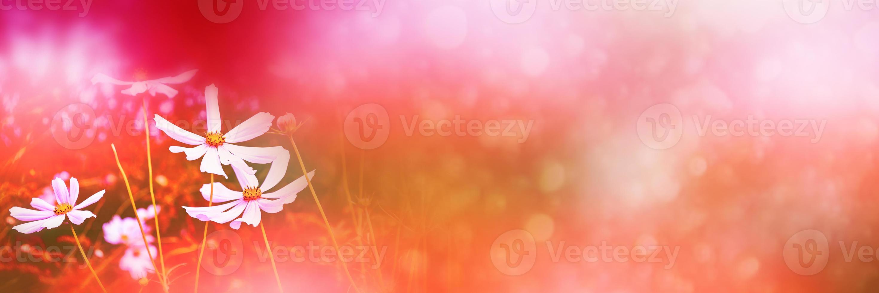 Colorful cosmos flowers on a background of summer landscape. photo