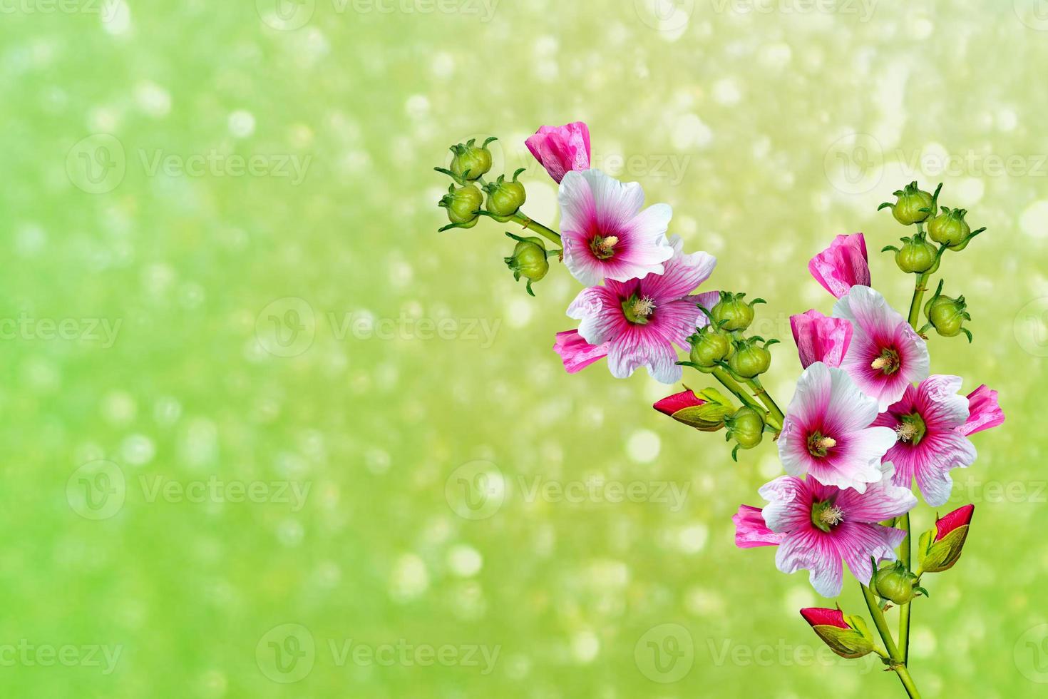 Bright flowers mallow photo