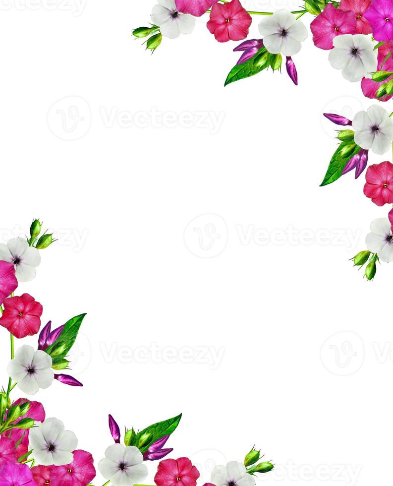 rama flor phlox aislado sobre un fondo blanco foto