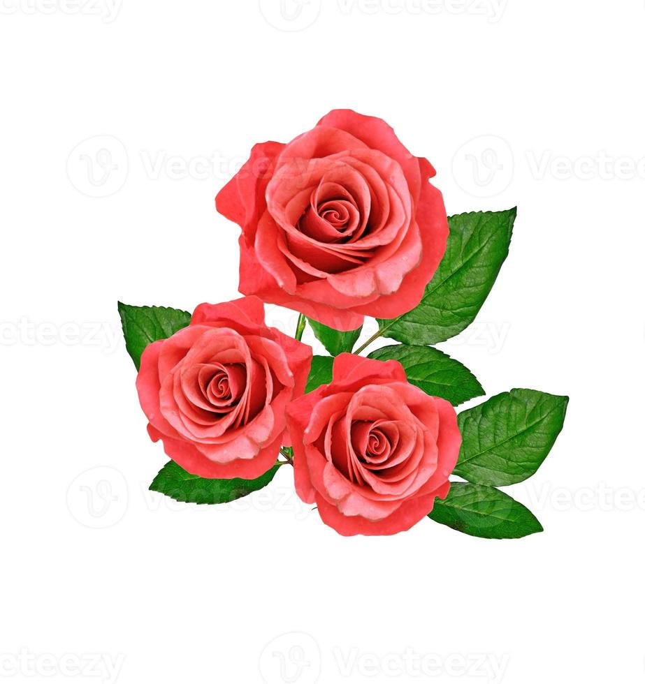 The buds of flowers roses. photo