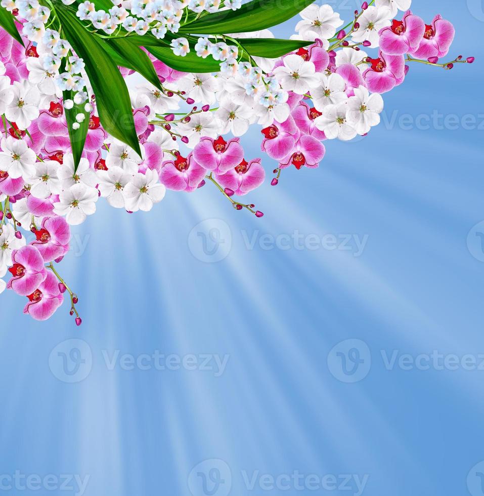 flowers lily of the valley photo