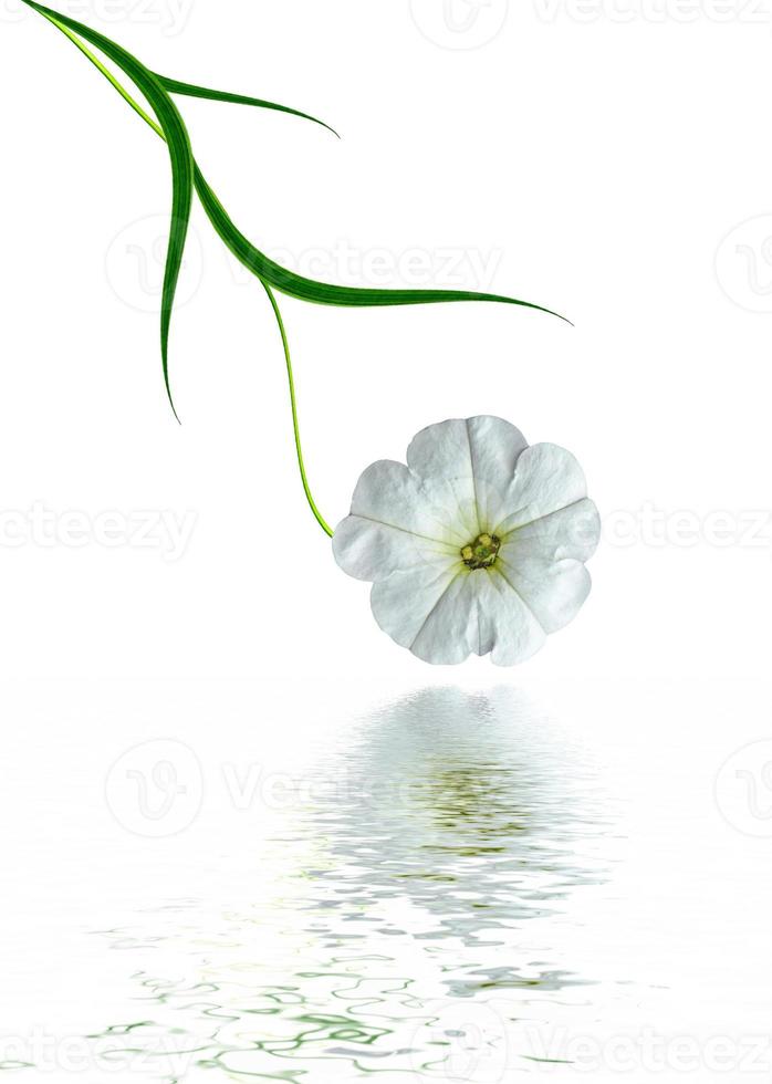 petunia flowers isolated on white background photo