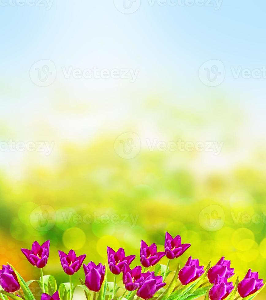 Bright and colorful flowers tulips photo