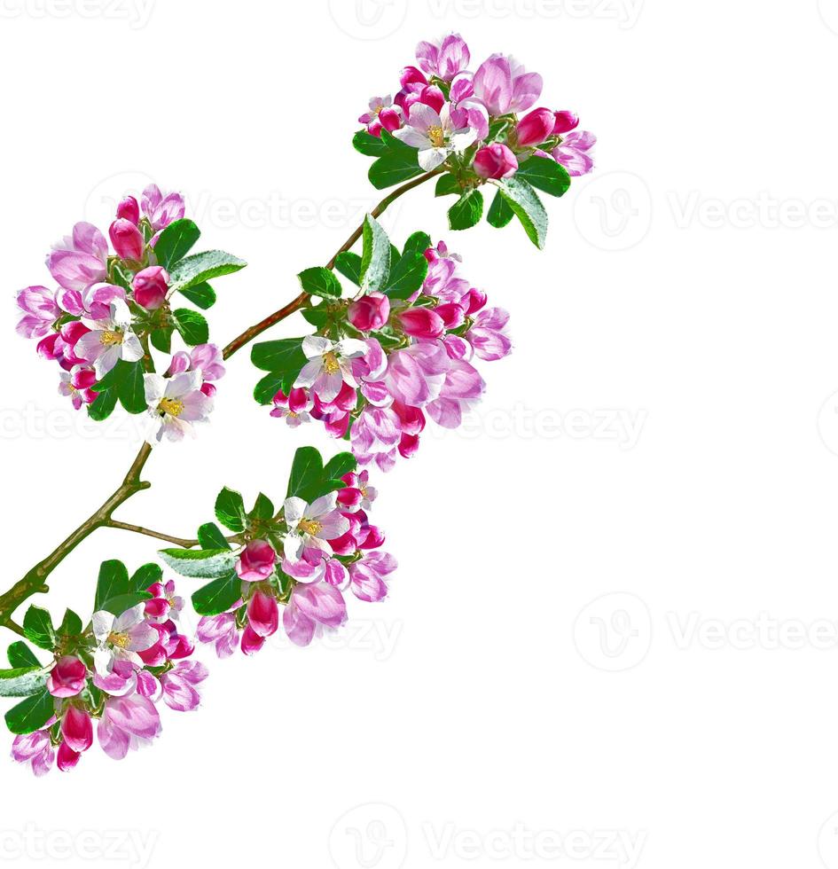 Flowering branch of apple isolated on a white background. Spring Flower. photo