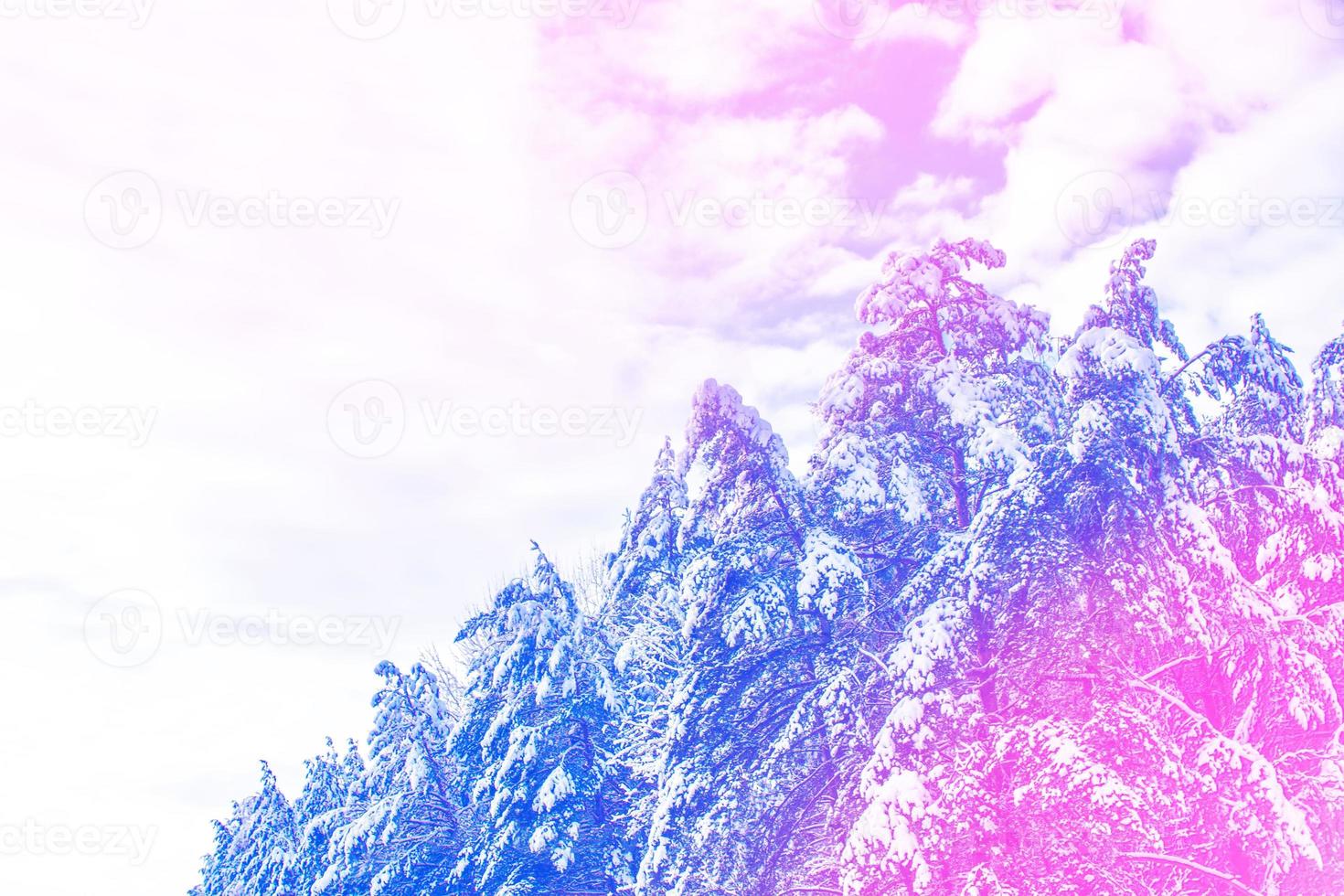 Frozen winter forest with snow covered trees. photo