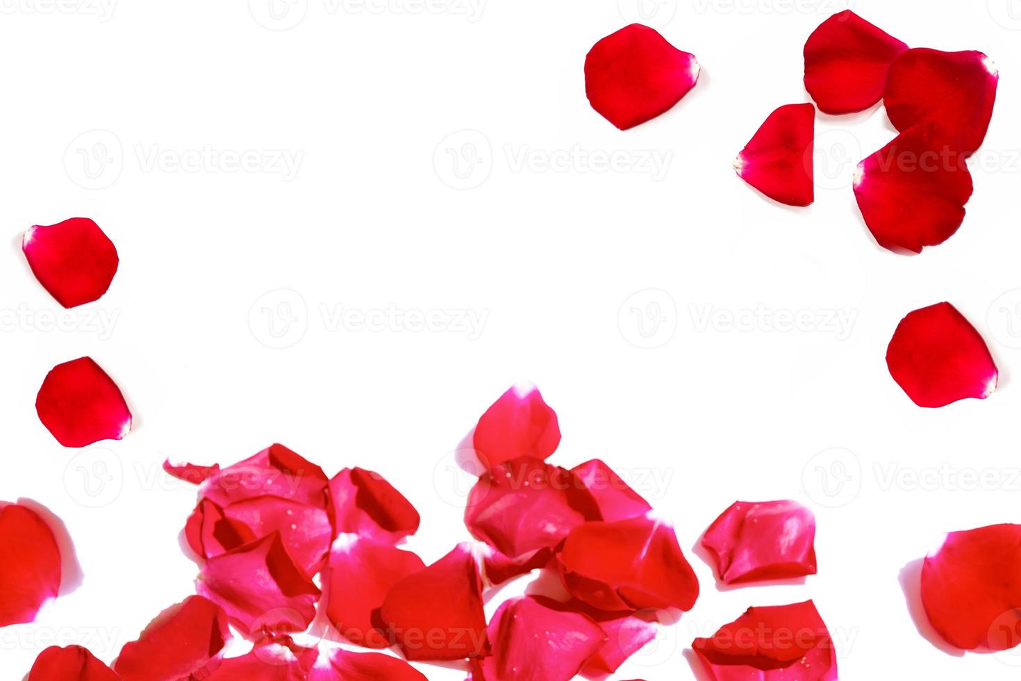 Red rose petals photo