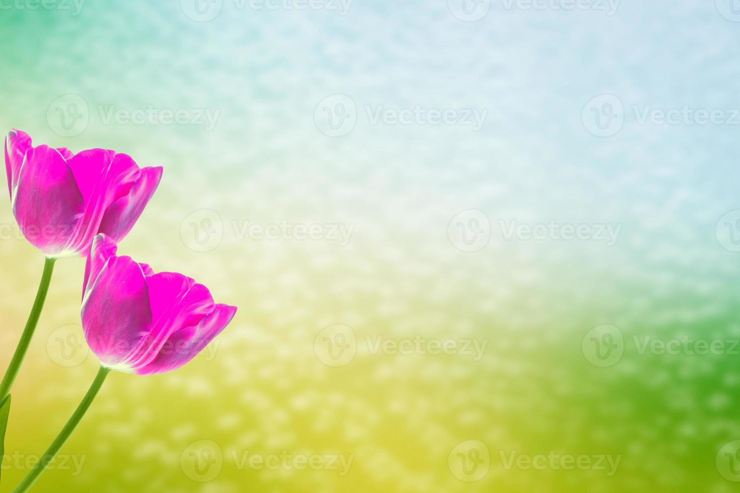 Bright and colorful flowers tulips photo