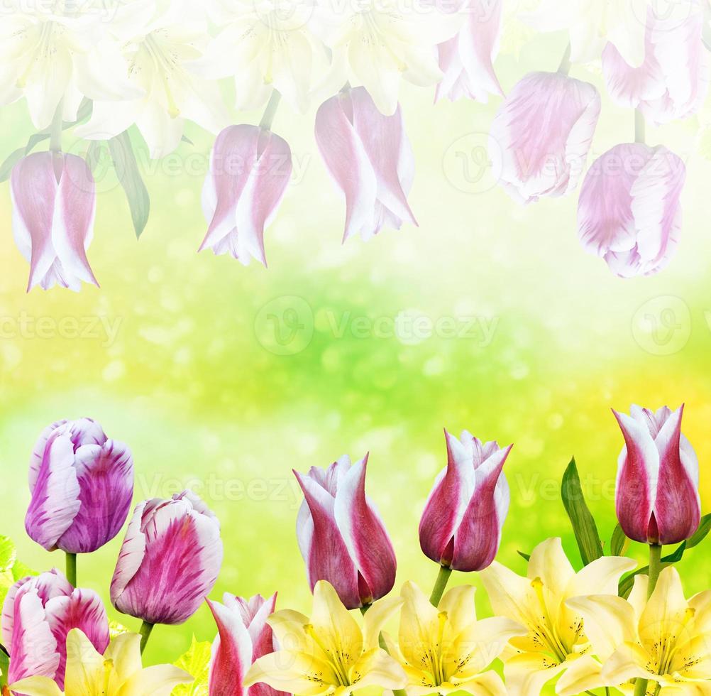 Spring background with colorful flowers tulips and lilies. photo