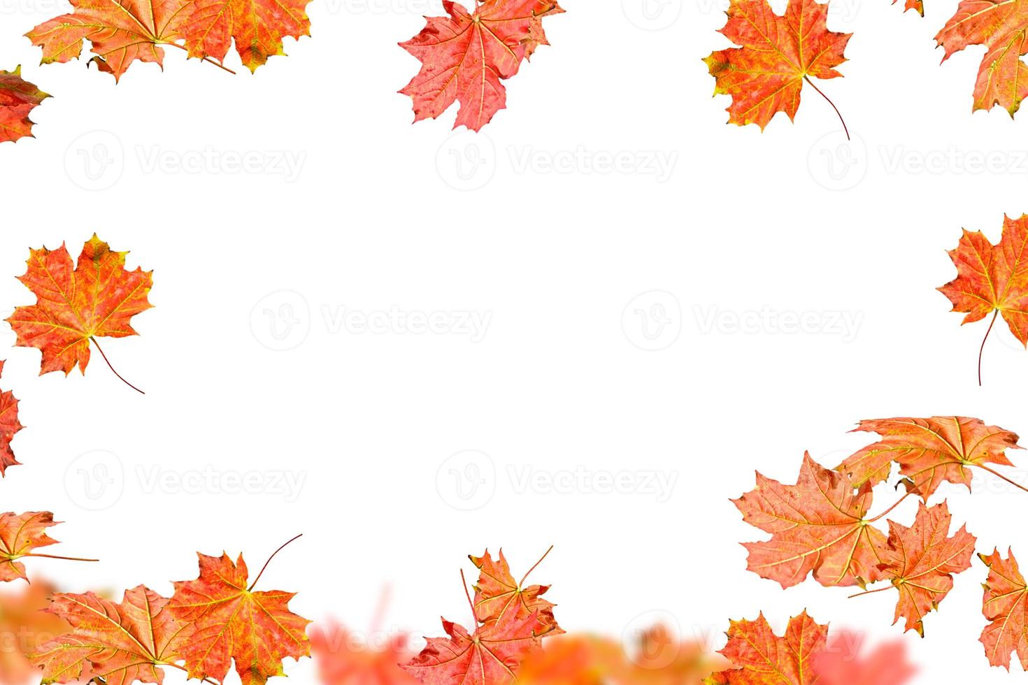 Bright colorful autumn leaves photo