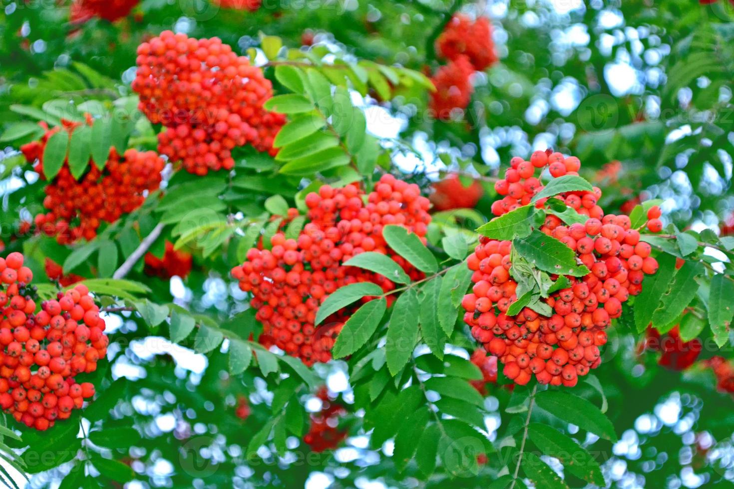 Rowan tree with full ripe berries. photo