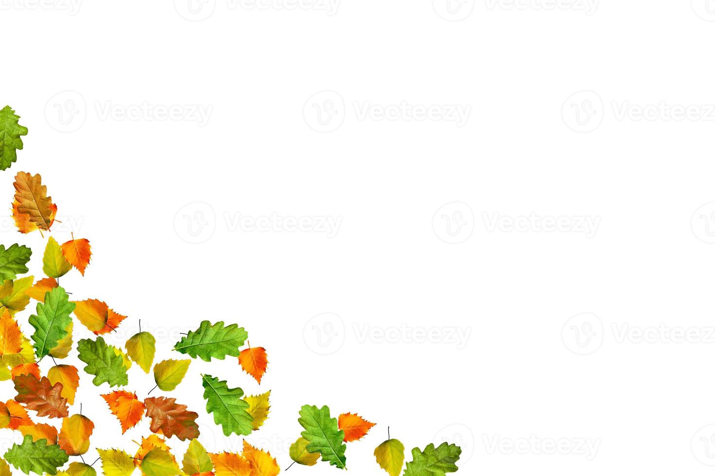 autumn leaves isolated on white background. photo