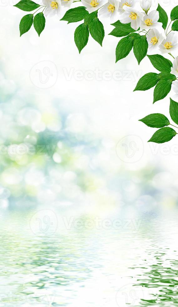 White jasmine The branch delicate spring flowers photo