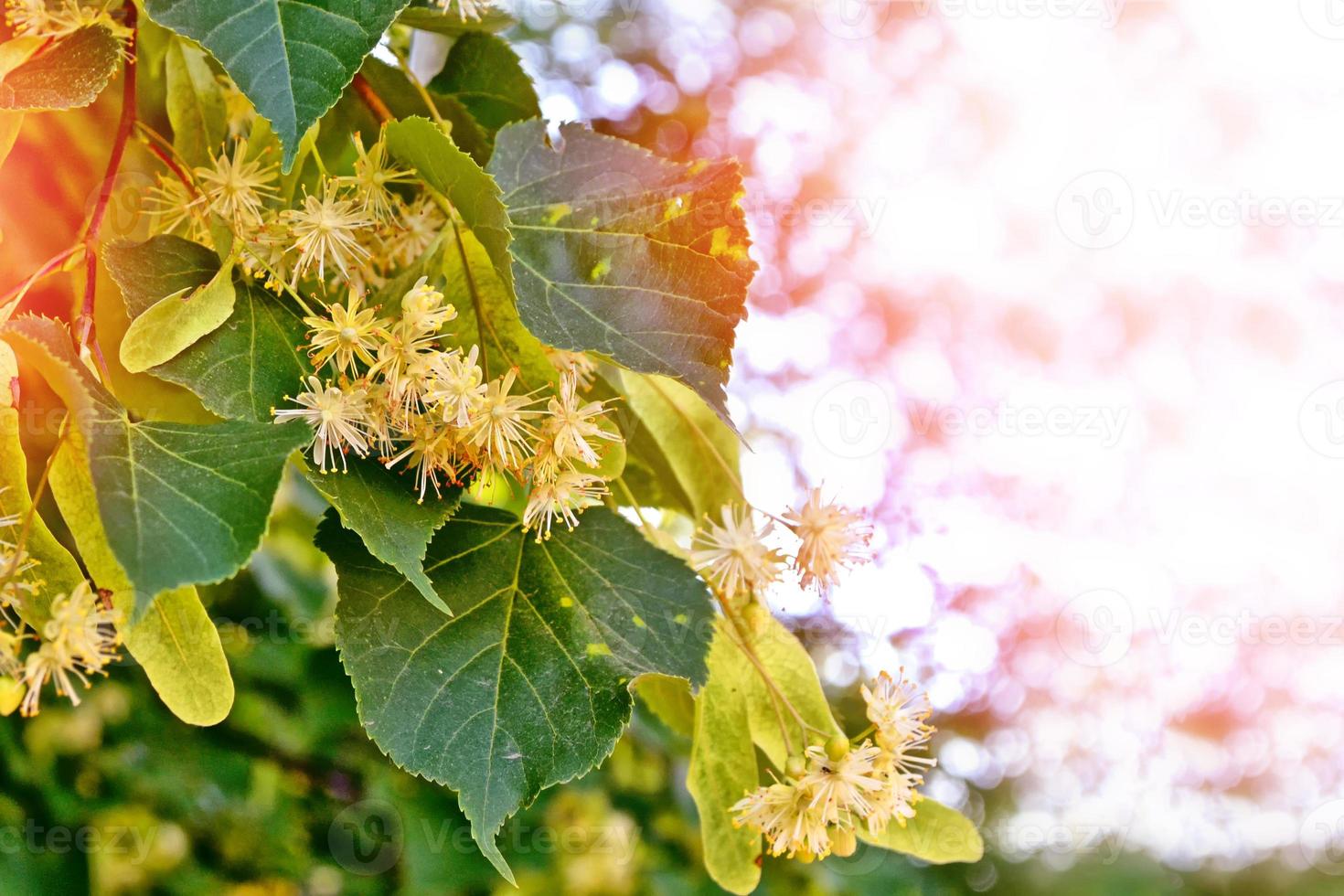Sprig of flowering linden tree on the background of the spring landscape. photo