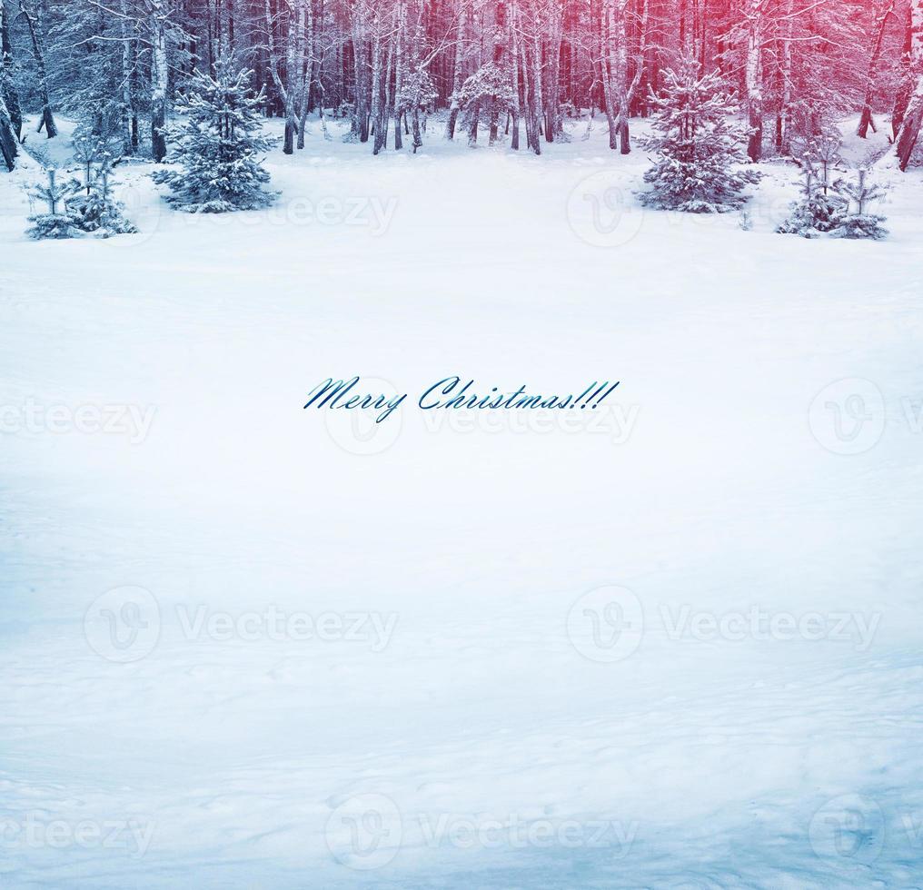 Frozen winter forest with snow covered trees. photo