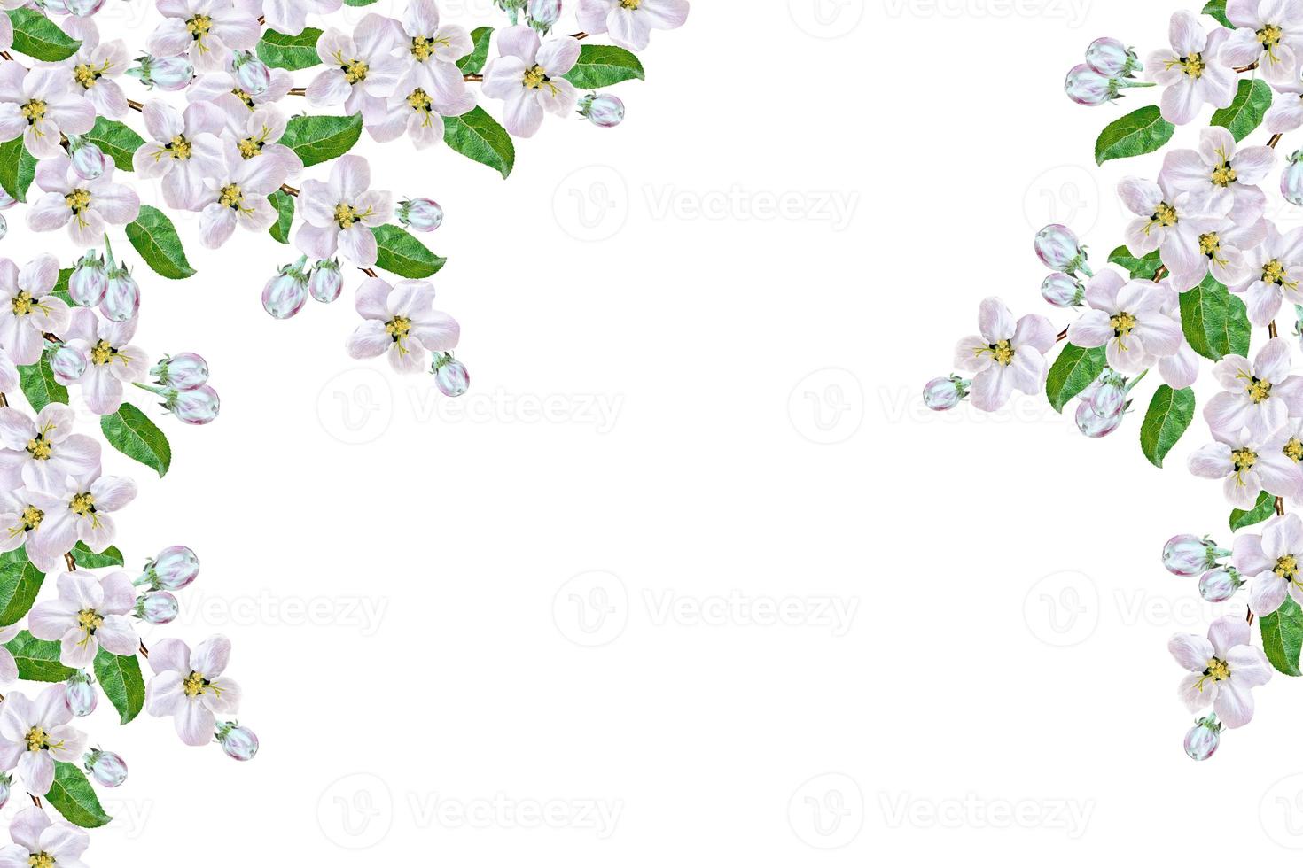 Flowering branch of apple isolated on a white background. Spring photo