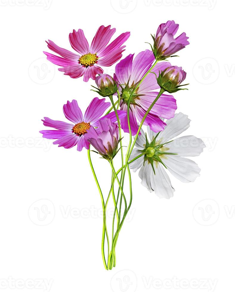 Cosmos flowers isolated on white background photo
