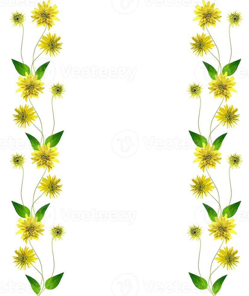 Dahlia flower isolated on white background photo