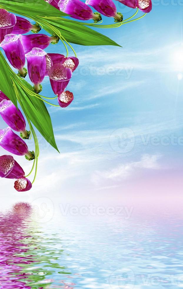 Summer landscape. bell Flower photo