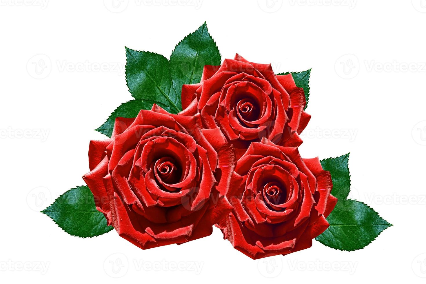 Flower bud roses on a white background photo