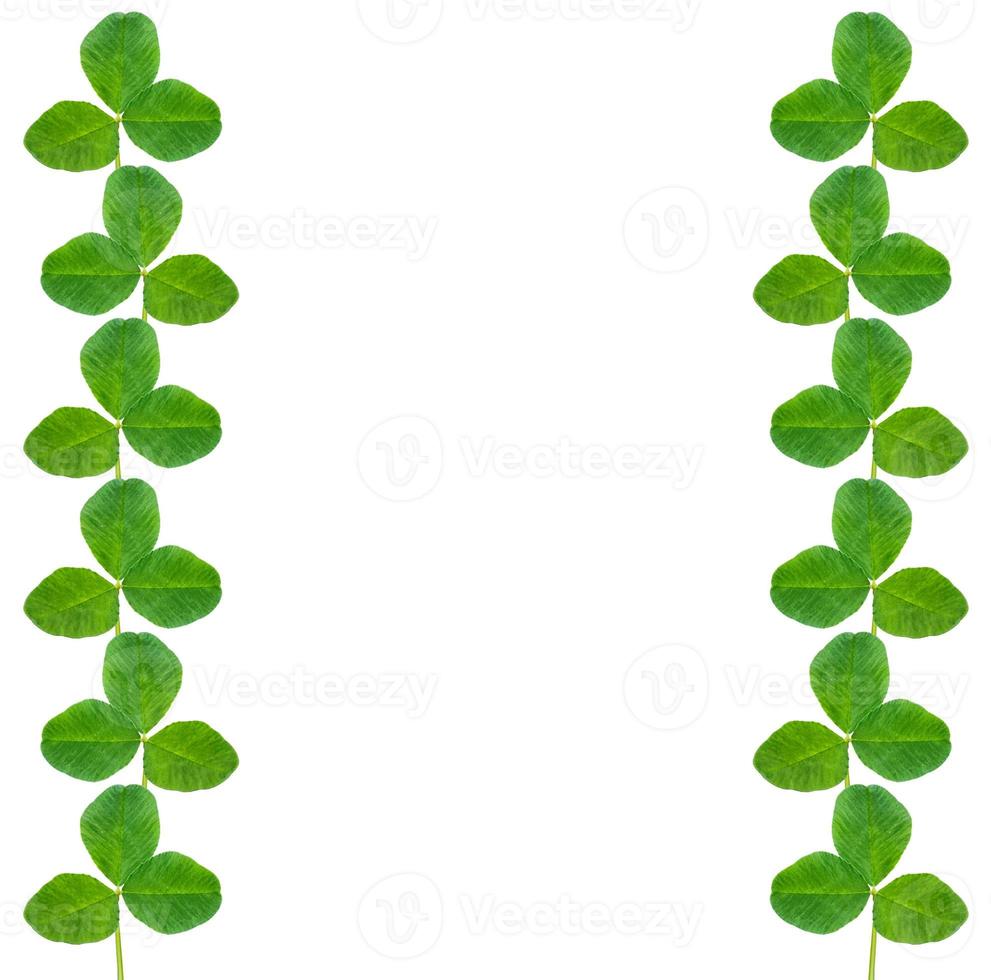 green clover leaves isolated on white background. St.Patrick 's Day photo