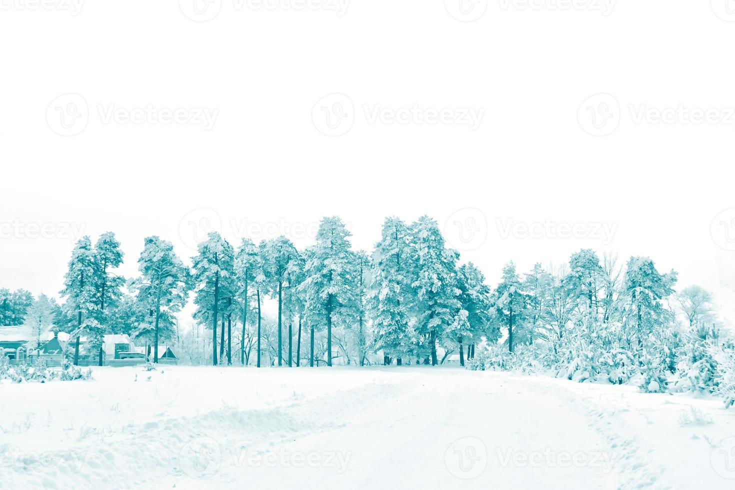 Blurred background. winter forest with snow covered trees. photo