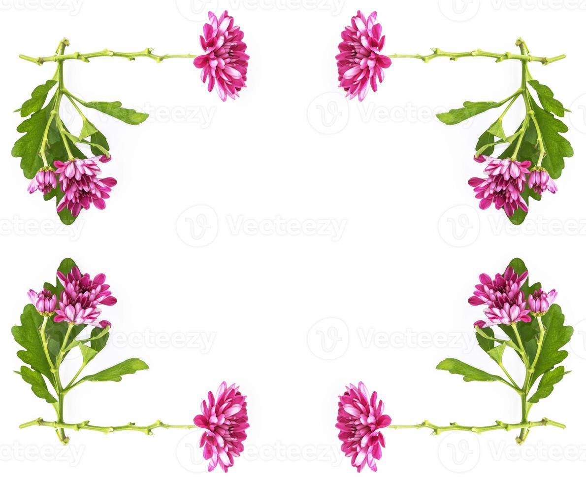 Colorful autumn flowers of chrysanthemum photo