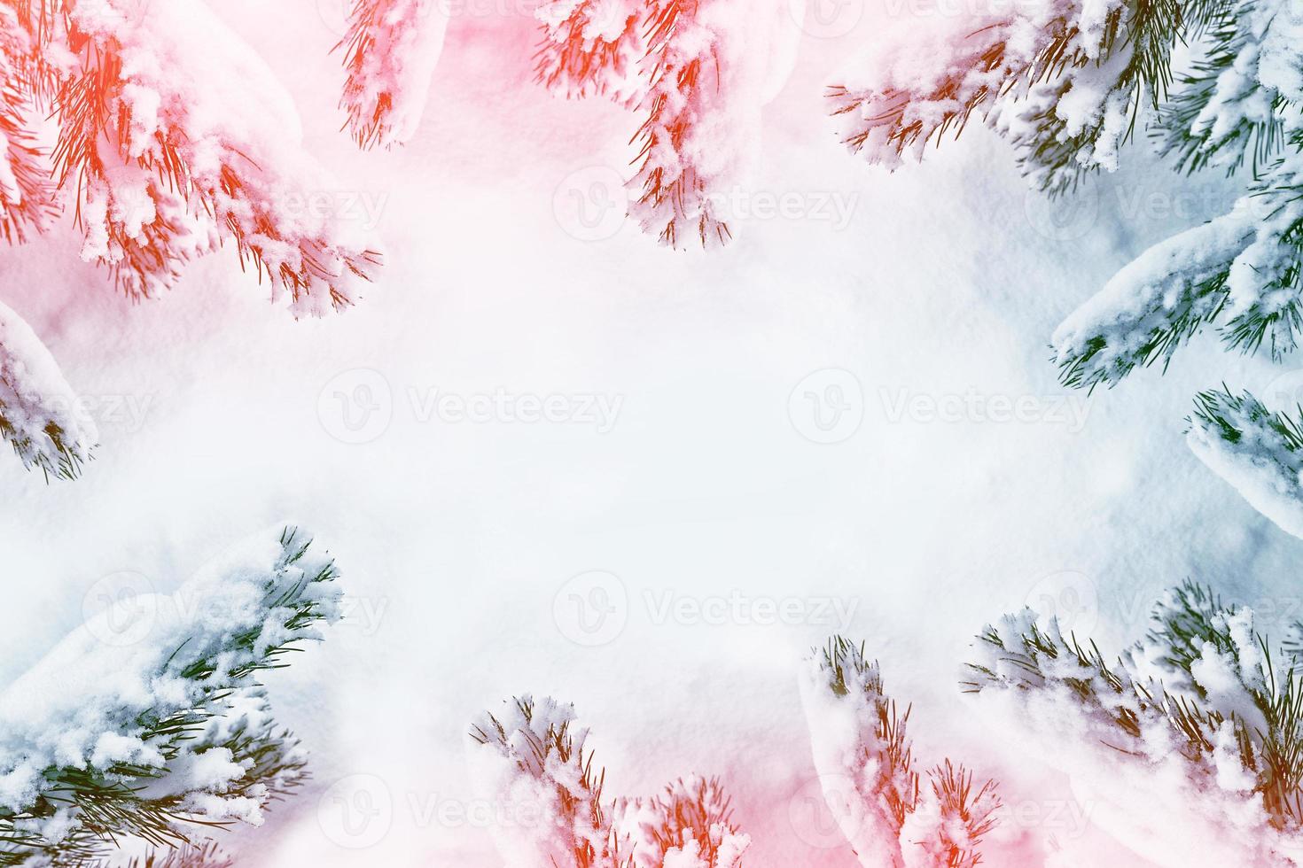 Frozen winter forest with snow covered trees. photo