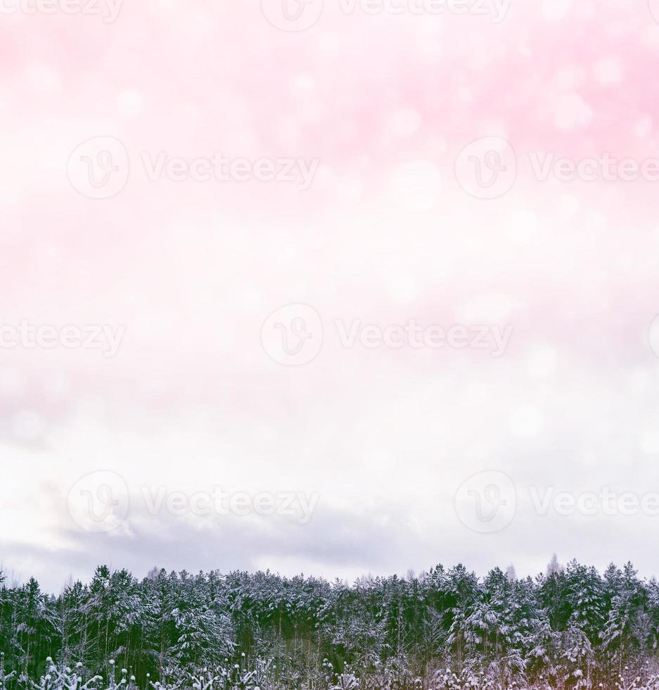 Frozen winter forest with snow covered trees. photo