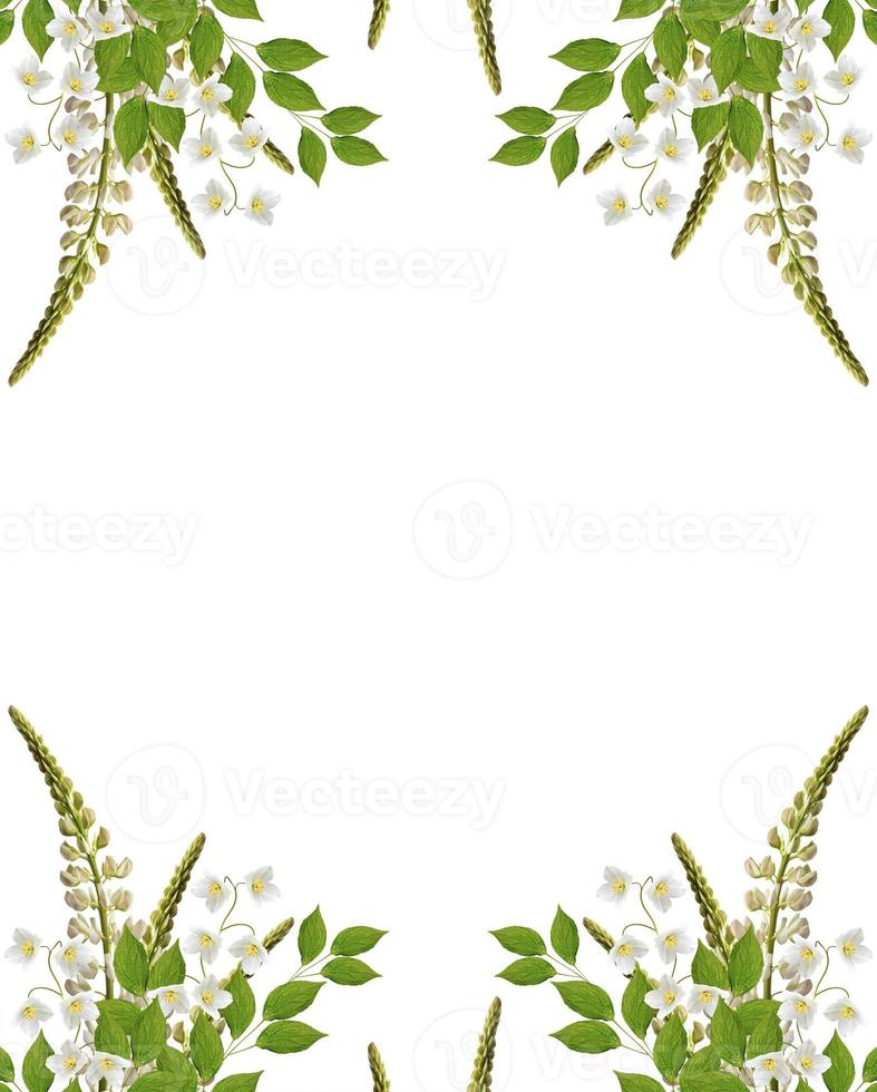 lupines beautiful flowers on a white background photo