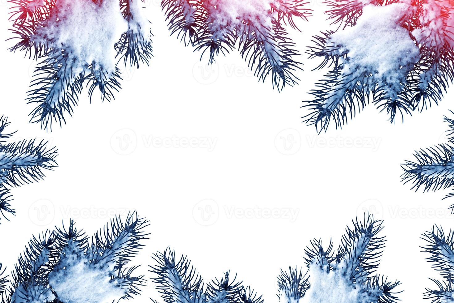 Snow covered trees. fir branch isolated on white background. photo