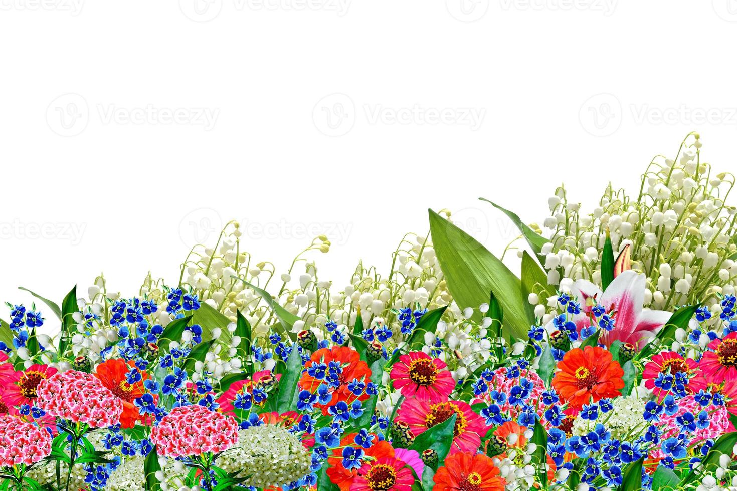 Beautiful flowers isolated on white background. Floral background. photo