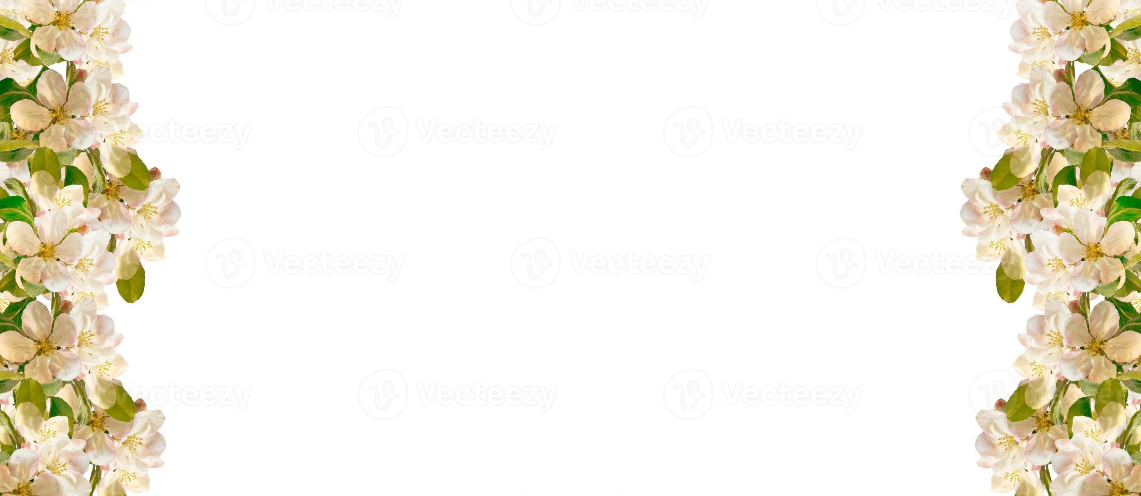Flowering branch of apple isolated on a white background. Spring Flower. photo