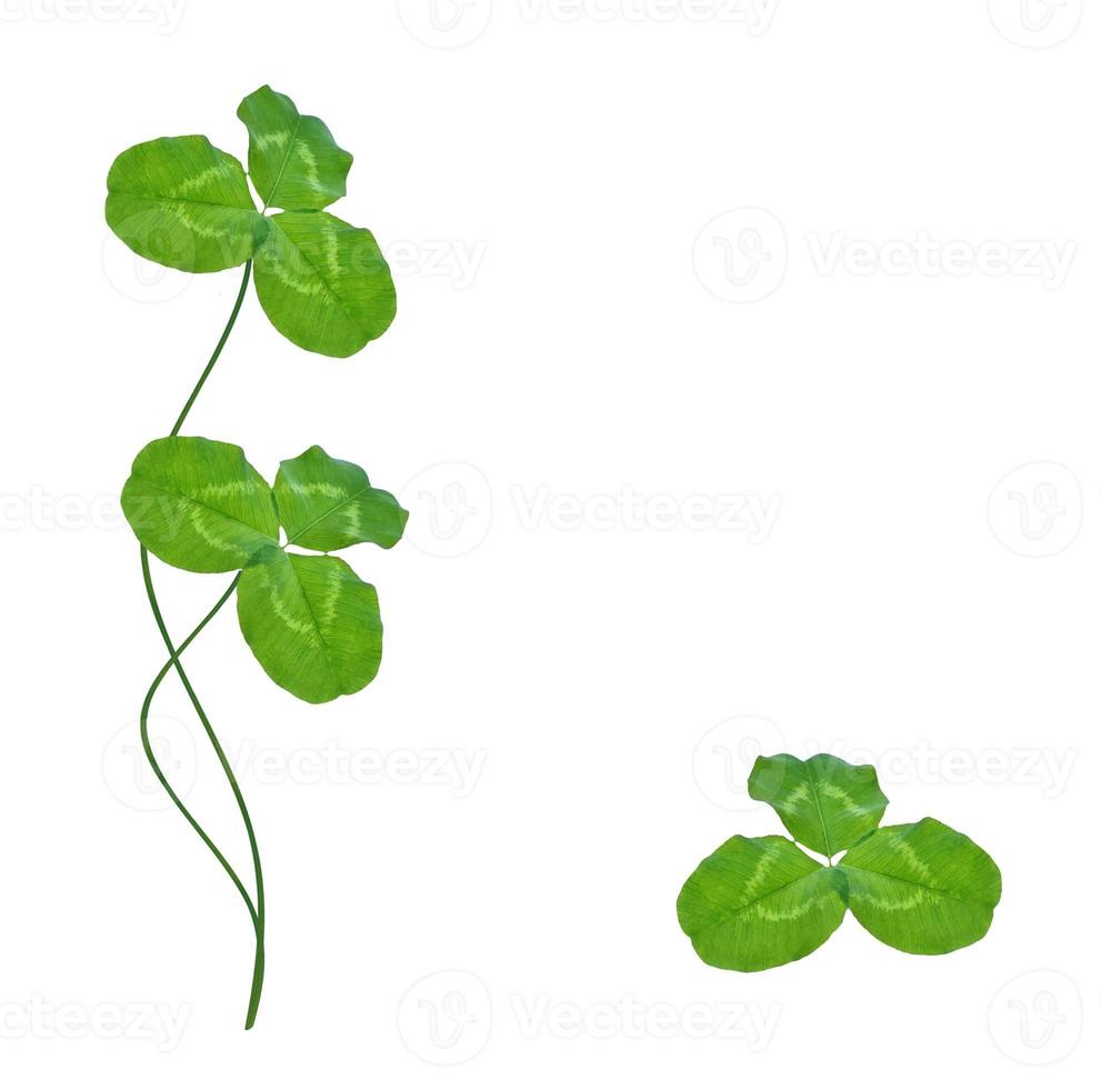 green clover leaves isolated on white background. St.Patrick 's Day photo