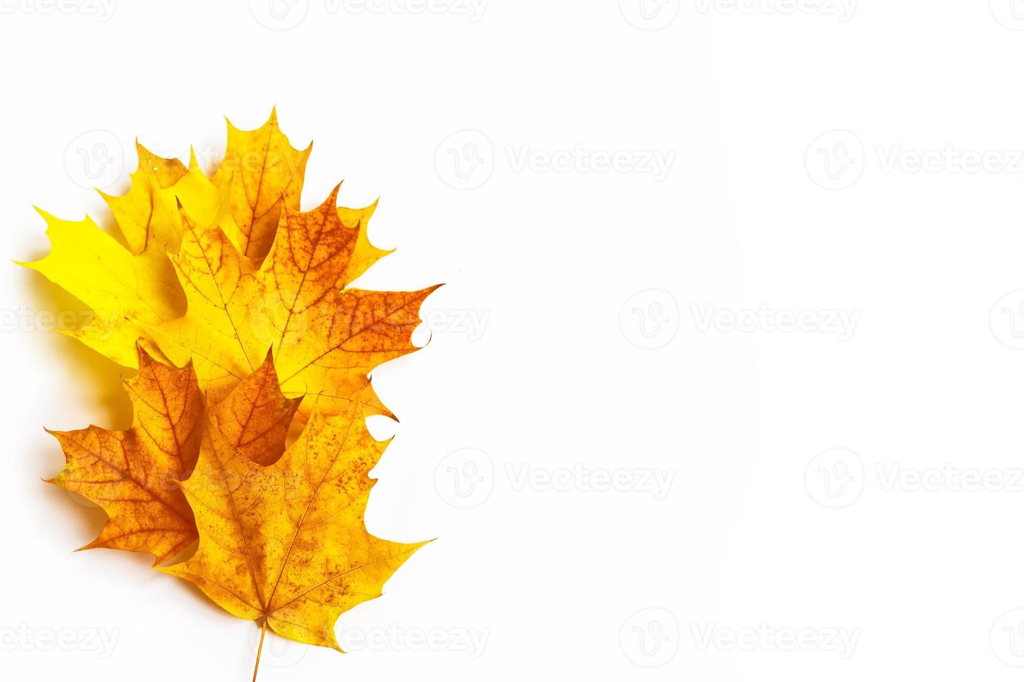 Bright colorful autumn leaves photo