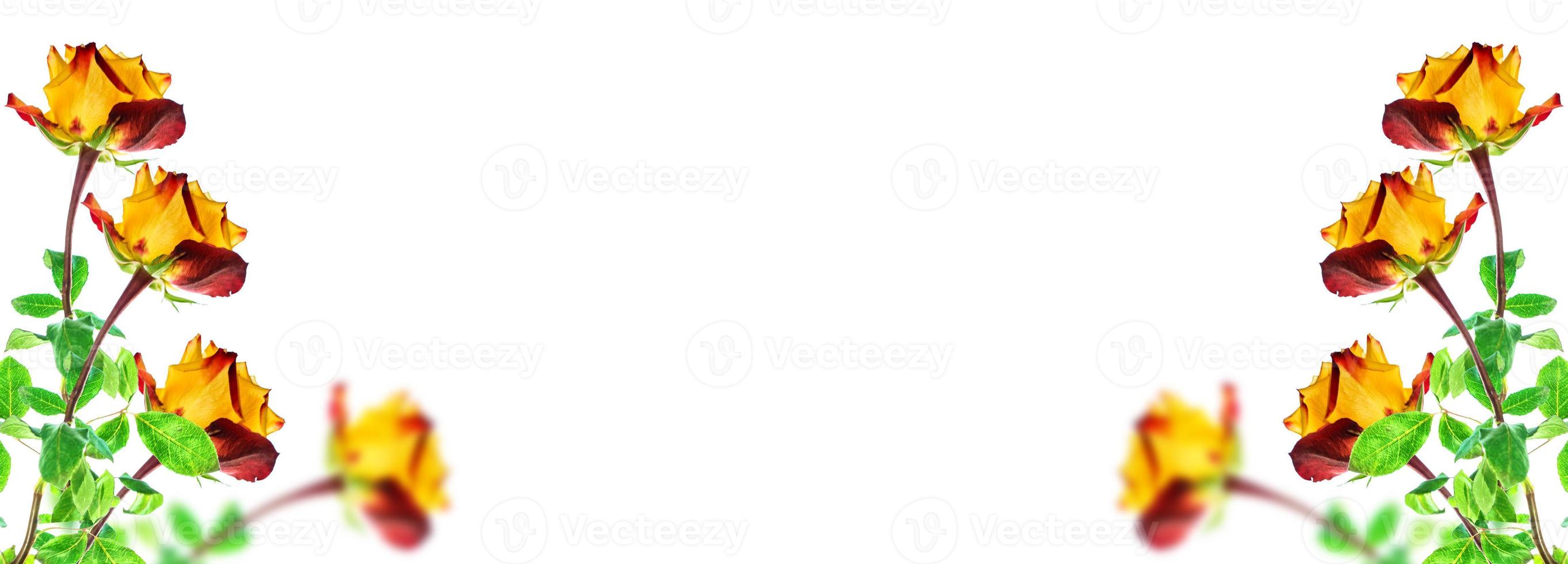 Flower bud roses on a white background photo