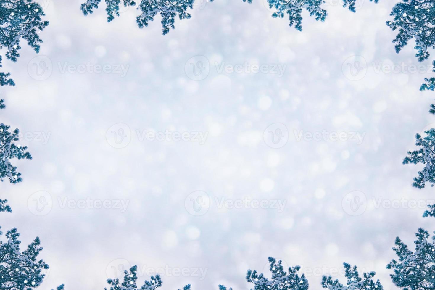 Snow-covered fir branches. Winter christmas background. photo