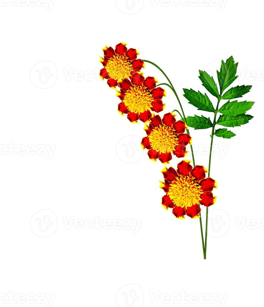 Marigold flowers isolated on white background photo