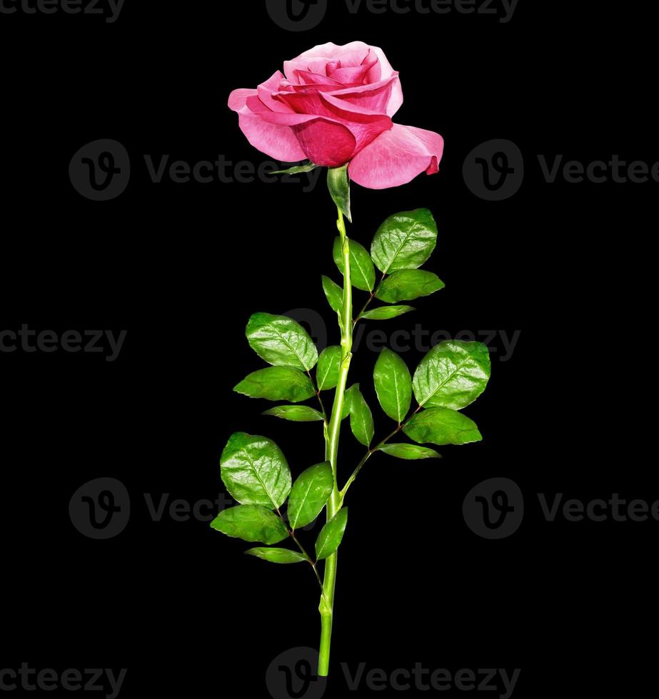flower buds of roses isolated on black background photo
