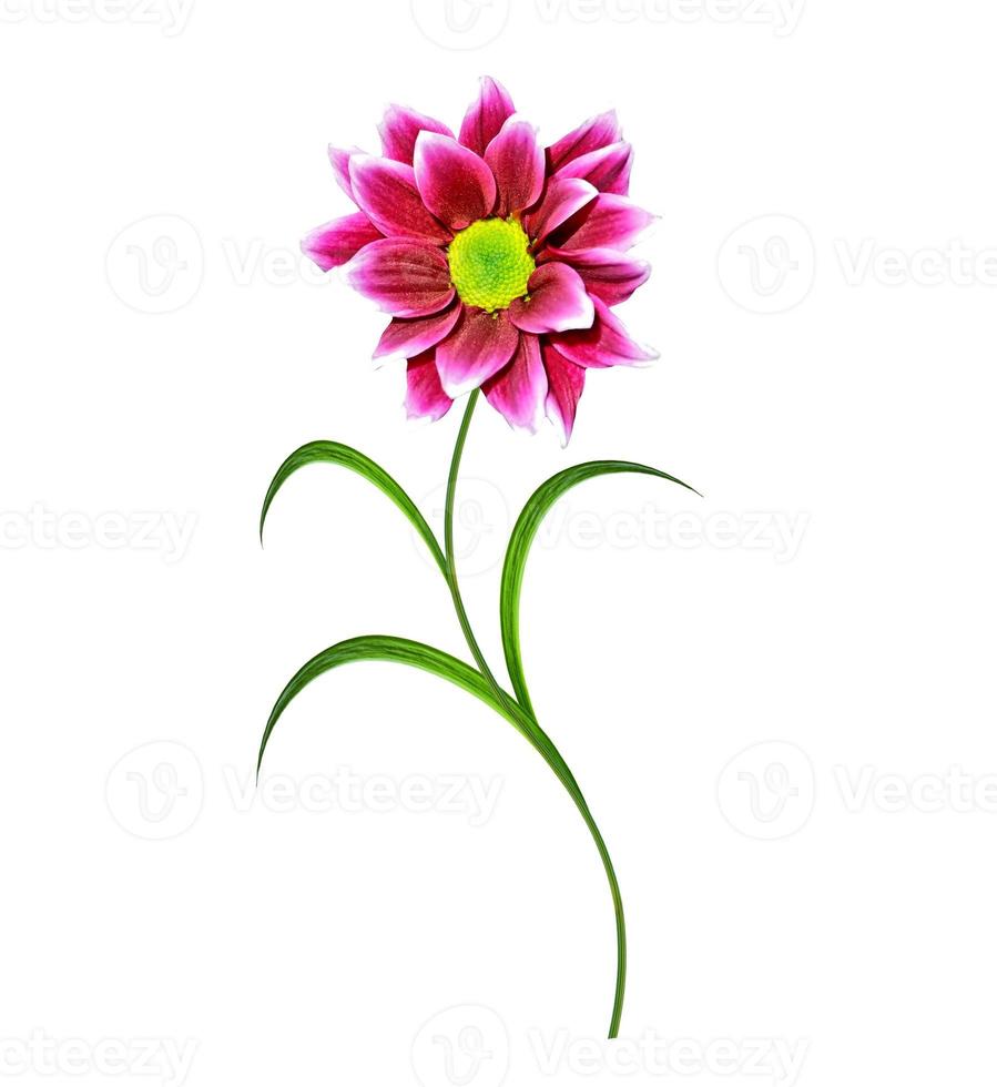 Flowers isolated on white background. photo