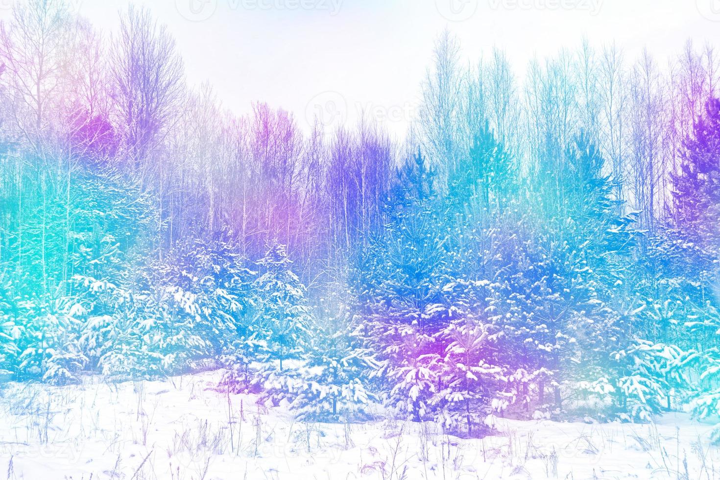 forest in the frost. Winter landscape. Snow covered trees photo